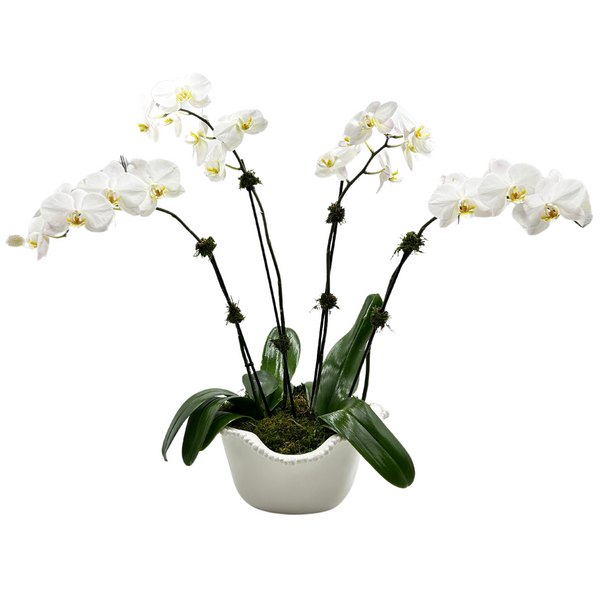 Double Phalaenopsis Orchids in Beatriz Ball Alegria Ice Bucket