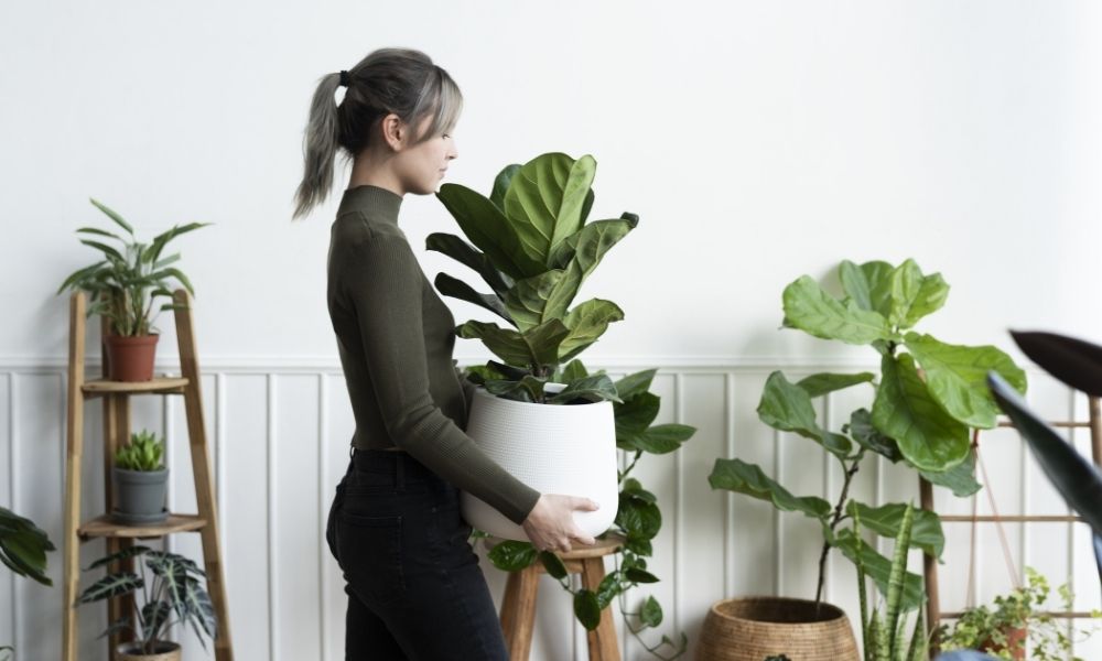 The Benefits of Houseplants Why Plants Are Good for You