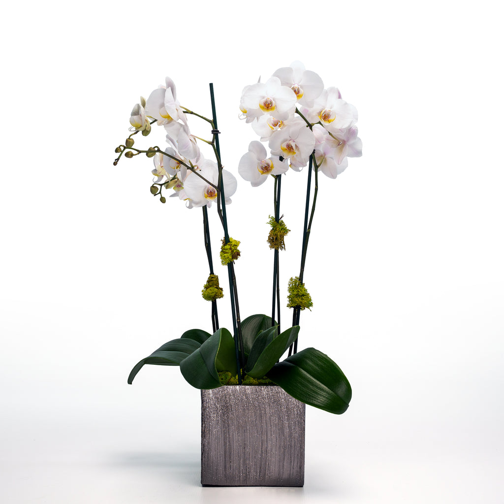 The Houseplant Obsession!