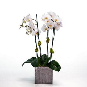 The Houseplant Obsession!