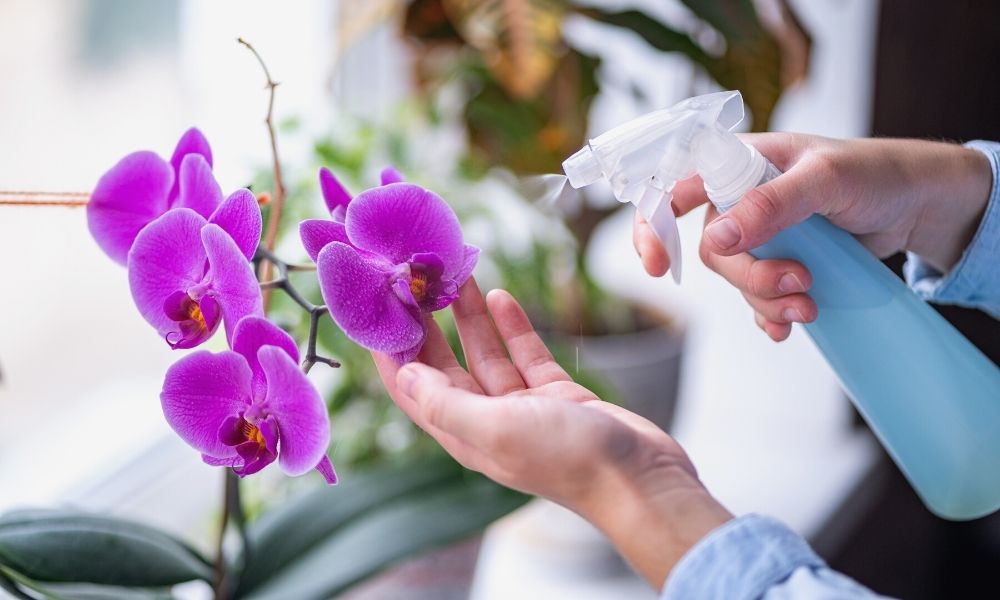 10 Helpful Tips for Orchid Care and Handling