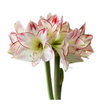 Waxed Amaryllis Bulb in Clear Container with Moss