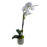 White Phalaenopsis Orchid ~ Choose your container!
