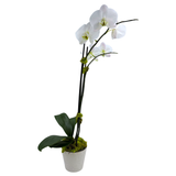 White Phalaenopsis Orchid ~ Choose your container!