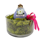 Waxed Amaryllis Bulb in Clear Container with Moss