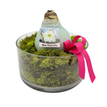 Waxed Amaryllis Bulb in Clear Container with Moss