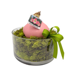 Waxed Amaryllis Bulb in Clear Container with Moss