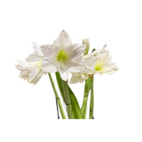 Waxed Amaryllis Bulb in Clear Container with Moss