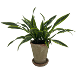 6" Potted Lemon Lime Dracena ~ Choose your container!