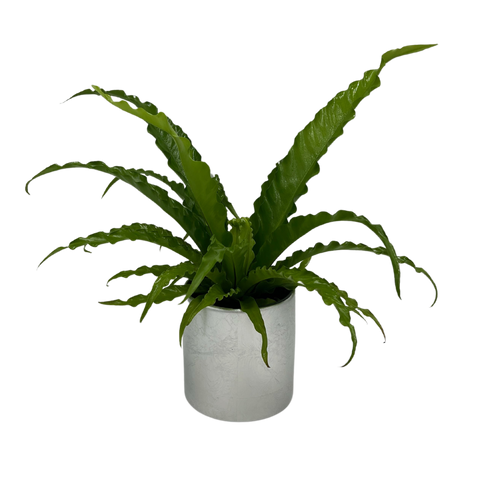bird nest fern in container 6" Potted Bird's Nest Fern ~ Choose your container!
