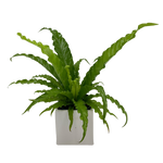 6" Potted Bird's Nest Fern ~ Choose your container!