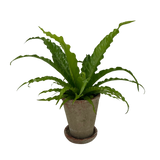 6" Potted Bird's Nest Fern ~ Choose your container!