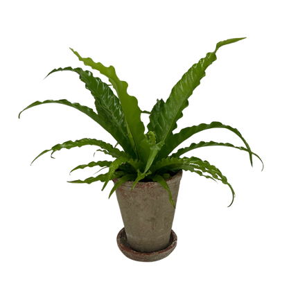 6" Potted Bird's Nest Fern ~ Choose your container!