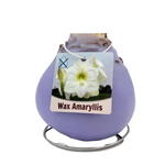 Waxed Amaryllis Bulbs (Multiple Color Options)
