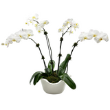 Alegria Ice Bucket with Phalaenopsis Orchids