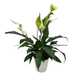 5" Potted Spathiphyllum~ Choose your container!