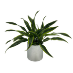 6" Potted Lemon Lime Dracena ~ Choose your container!