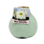 Waxed Amaryllis Bulbs (Multiple Color Options)
