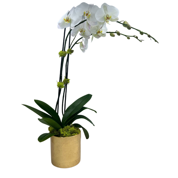 Phalaenopsis Orchid ~ Choose your container!