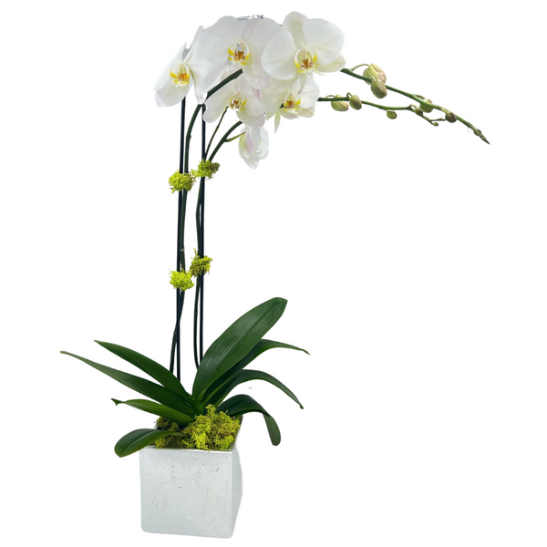 Phalaenopsis Orchid ~ Choose your container!