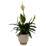 5" Potted Spathiphyllum~ Choose your container!