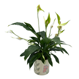 5" Potted Spathiphyllum~ Choose your container!
