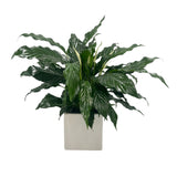6" Potted Spathiphyllum~ Choose your container!