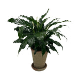 6" Potted Spathiphyllum~ Choose your container!