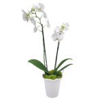 Beatriz Ball Allegria Phalaenopsis Orchid