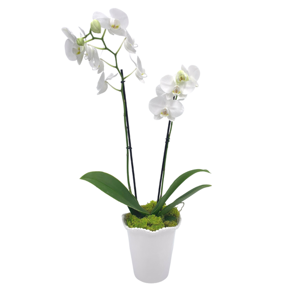 Beatriz Ball Allegria Phalaenopsis Orchid