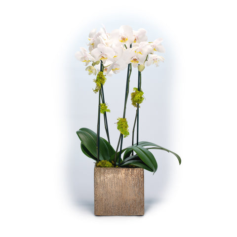 Phalaenopsis Orchid in Gold Ceramic Cube