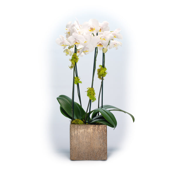 Phalaenopsis Orchid in Gold Ceramic Cube
