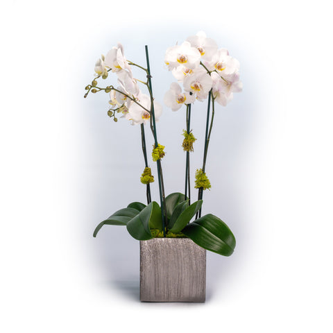 Phalaenopsis Orchid in Silver Ceramic Cube