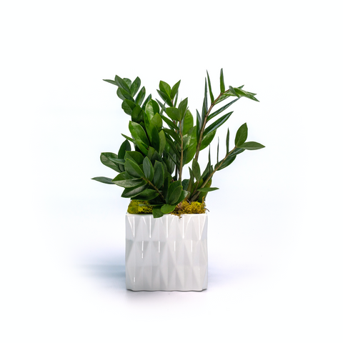 ZZ Plant in White Ceramic Cube
