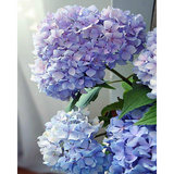 Pink Picasso Paint by Numbers Kit “Happily Hydrangeas”
