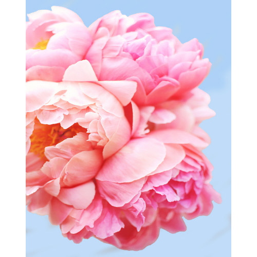 Pink Picasso “Perfect Petals” Paint by Numbers Kit