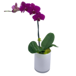 Phalaenopsis Orchid in White Glass  Cylinder