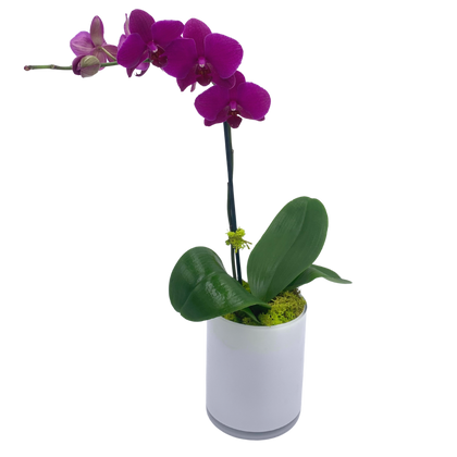 Phalaenopsis Orchid in White Glass  Cylinder PLEASE NOTE: ONLY WHITE ORCHID AVAILABLE