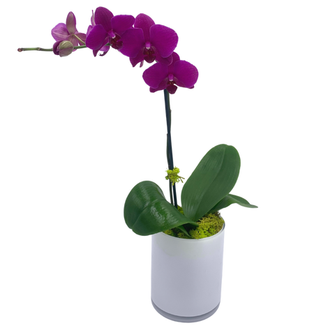 Phalaenopsis Orchid in White Glass  Cylinder PLEASE NOTE: ONLY WHITE ORCHID AVAILABLE