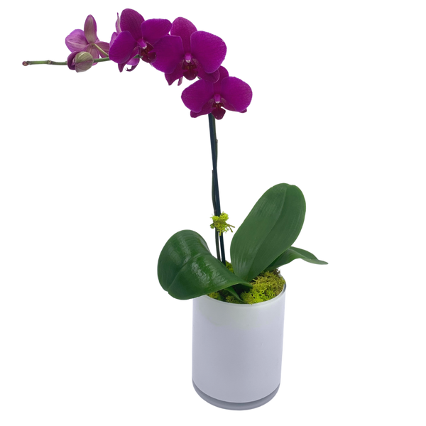 Phalaenopsis Orchid in White Glass  Cylinder