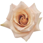 Golden Bliss -  Inspired by Hallie Ray Light McCollum.   Several color roses to choose from (Not Available May 5th - 11th)
