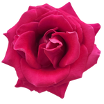 Golden - Inspired by Hallie Ray Light McCollum - Several color roses to choose from. (Not Available May 5th - 11th)