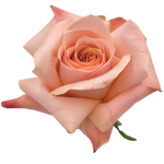 Golden - Inspired by Hallie Ray Light McCollum - Several color roses to choose from. (Not Available May 5th - 11th)