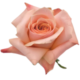 Golden Bliss -  Inspired by Hallie Ray Light McCollum.   Several color roses to choose from (Not Available May 5th - 11th)