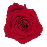 Golden - Inspired by Hallie Ray Light McCollum - Several color roses to choose from. (Not Available May 5th - 11th)