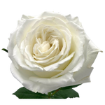 Posh Grand Fresh Flower Hand Tied Bouquet - 30 Stems of Roses
