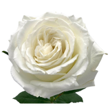 Posh Grand Fresh Flower Hand Tied Bouquet - 30 Stems of Roses