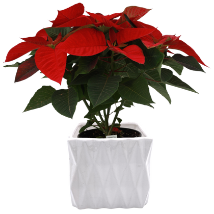 6” Poinsettias in Ceramic Pot
