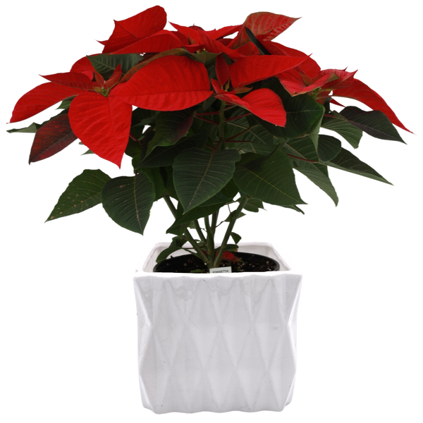 6” Poinsettias in Ceramic Pot