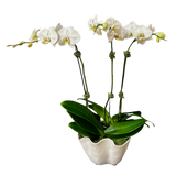 Double Phalaenopsis Orchids in Beatriz Ball Vida Ice Bucket